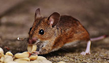 24 Hour & Emergency Exterminators in Jesup, GA